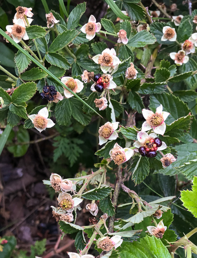 image of Rubus pascuus, Chesapeake Blackberry, Topsy Blackberry