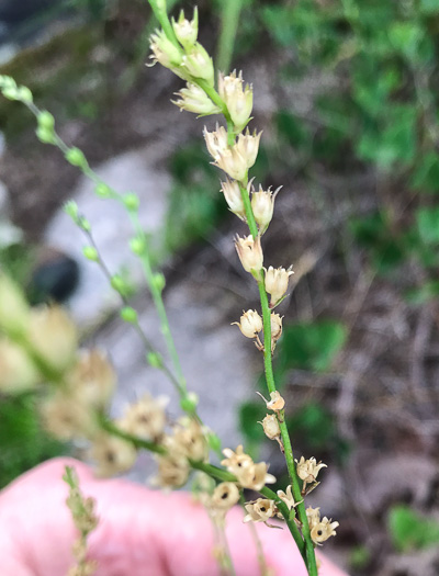 image of Linaria canadensis, Oldfield Toadflax, Common Toadflax, Canada Toadflax