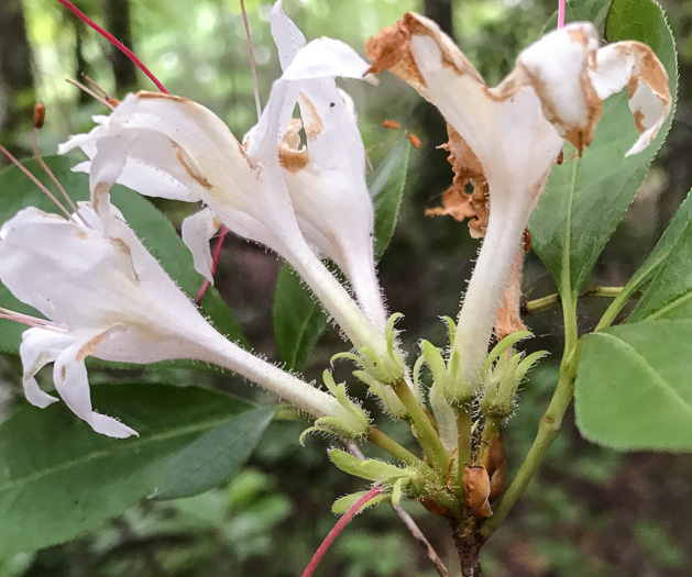 image of Rhododendron arborescens, Sweet Azalea, Smooth Azalea