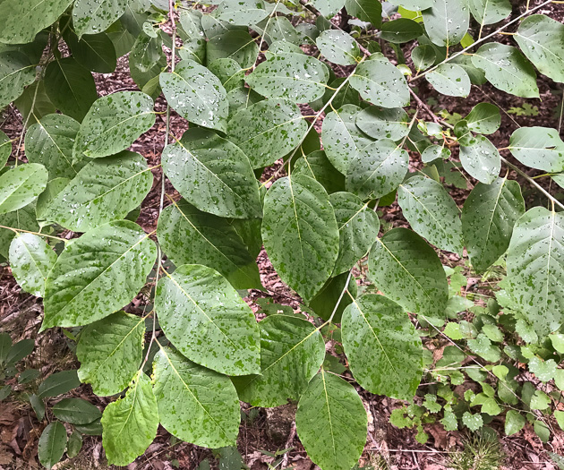 image of Diospyros virginiana, American Persimmon, Possumwood, Simmon