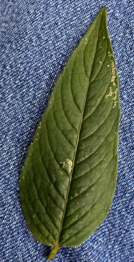 image of Pycnanthemum beadlei, Beadle's Mountain-mint