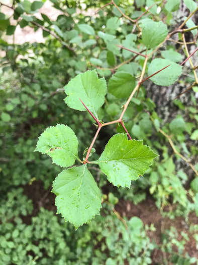 image of Crataegus visenda, Bristol Hawthorn