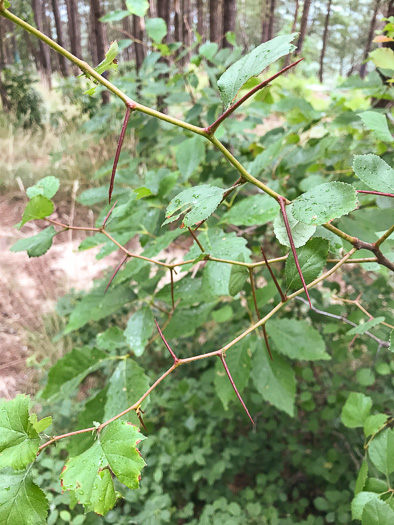 image of Crataegus visenda, Bristol Hawthorn