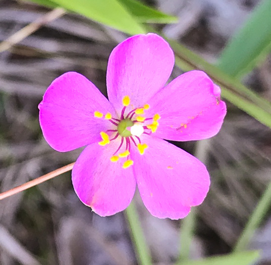 image of Phemeranthus teretifolius, Appalachian Fameflower, Appalachian Rock-pink, Rock Portulaca, Quill Fameflower