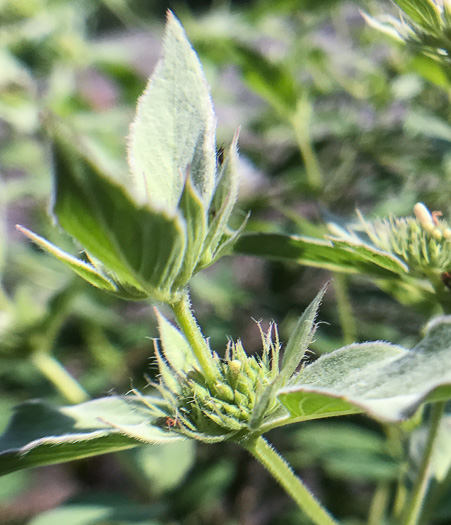 image of Pycnanthemum beadlei, Beadle's Mountain-mint