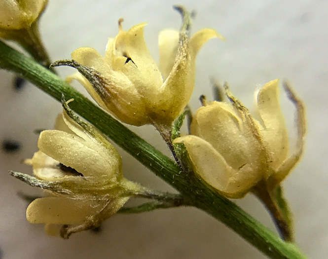 image of Linaria canadensis, Oldfield Toadflax, Common Toadflax, Canada Toadflax