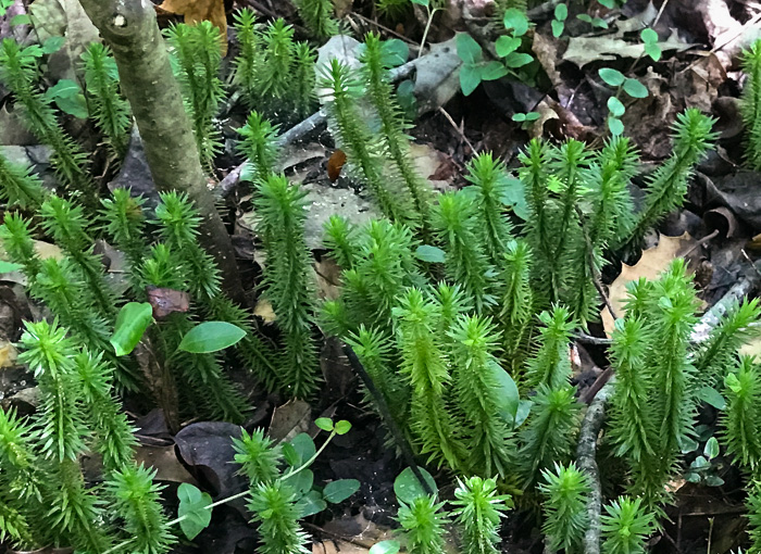 image of Huperzia lucidula, Shining Clubmoss, Shining Firmoss