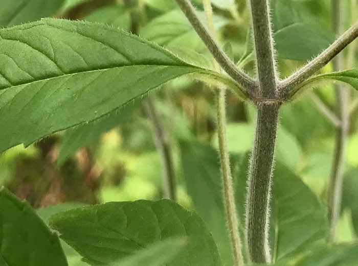 image of Pycnanthemum pycnanthemoides var. pycnanthemoides, Woodland Mountain-mint, Southern Mountain-mint