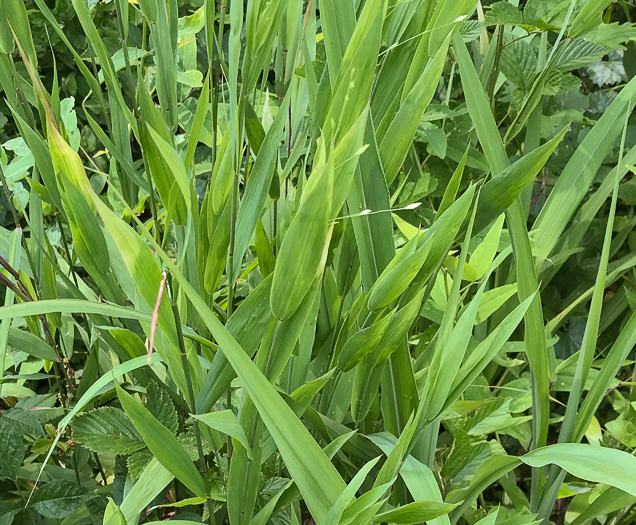 image of Chasmanthium latifolium, River Oats, Northern Sea Oats, Fish-on-a-stringer, Indian Woodoats