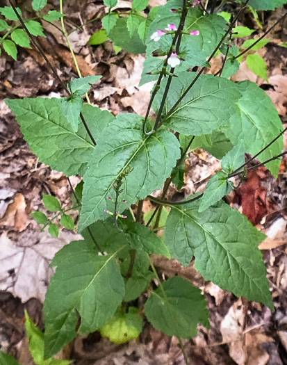 image of Phryma leptostachya, American Lopseed