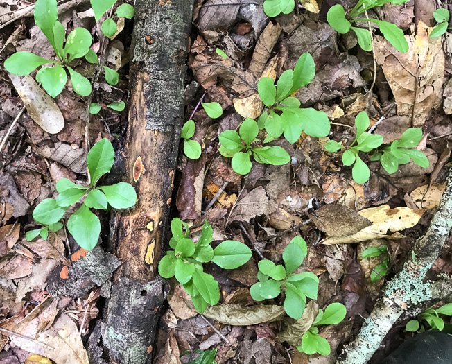 image of Phlox stolonifera, Creeping Phlox