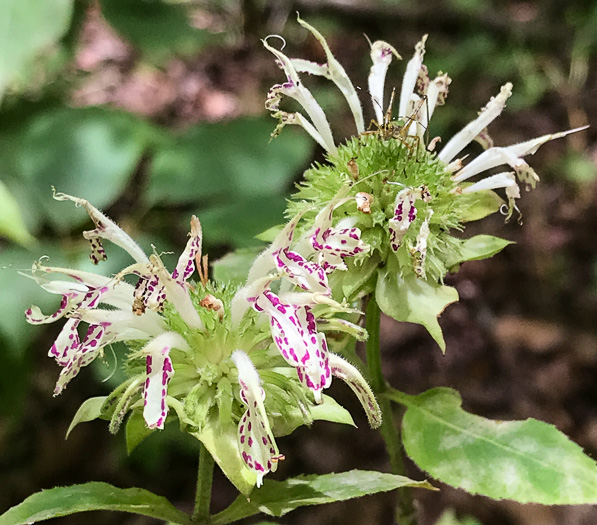 image of Monarda clinopodia, Basil Bergamot, Basil Beebalm, White Bergamot, Basil Balm