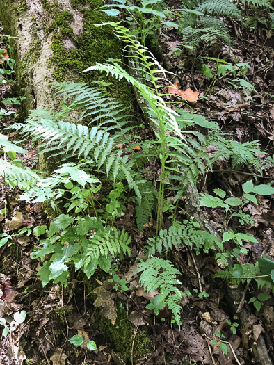 image of Deparia acrostichoides, Silvery Glade Fern, Silvery Spleenwort