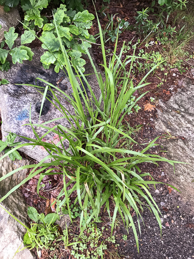 image of Coleataenia anceps ssp. anceps, Beaked Panicum, Beaked Panicgrass