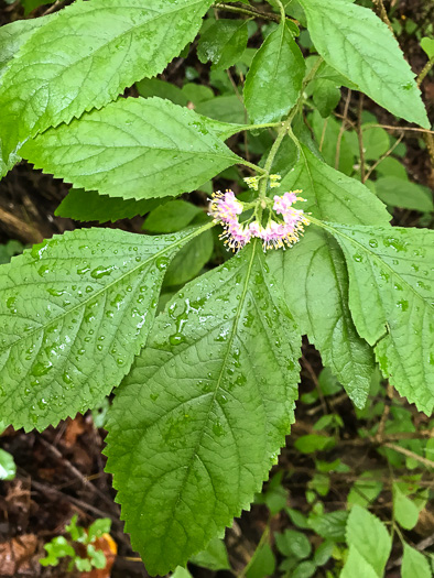 image of Callicarpa americana, American Beautyberry, French-mulberry, Beautybush