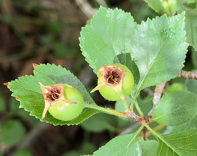 image of Crataegus visenda, Bristol Hawthorn