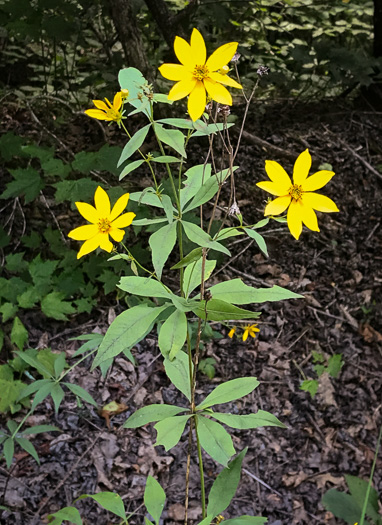 image of Coreopsis major var. rigida, Whorled Coreopsis, Stiffleaf Coreopsis, Greater Tickseed, Whorled Tickseed