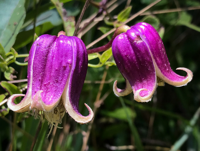 image of Clematis viorna, Northern Leatherflower, Vase-vine