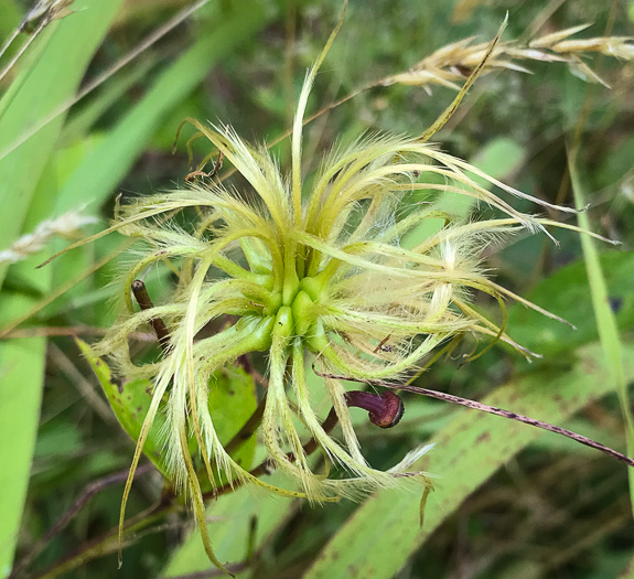 image of Clematis viorna, Northern Leatherflower, Vase-vine