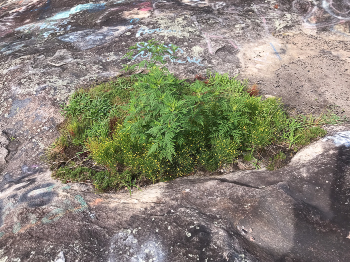 image of Ambrosia artemisiifolia, Annual Ragweed, Common Ragweed, Hogweed