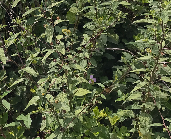 image of Sida rhombifolia var. rhombifolia, Arrowleaf Sida, Diamondleaf Fanpetal, Cuban Jute