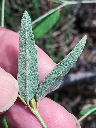 image of Croton willdenowii, Outcrop Rushfoil, Willdenow's Croton, Glade Rushfoil, Broadleaf Rushfoil