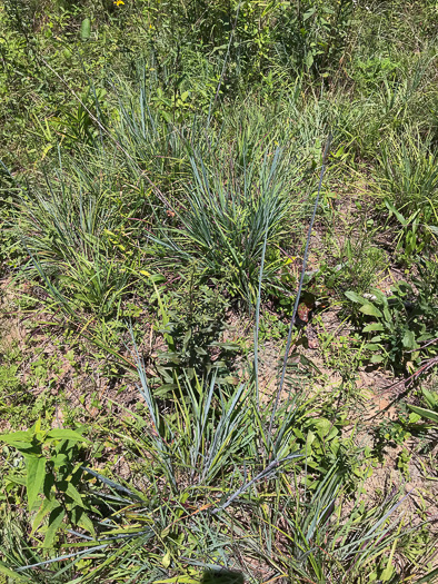 image of Andropogon ternarius, Splitbeard Bluestem, Silvery Bluestem