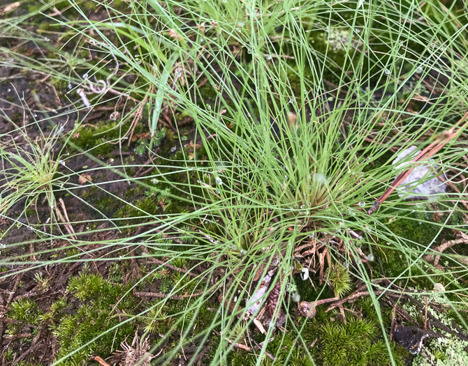 image of Bulbostylis capillaris ssp. capillaris, Densetuft Hairsedge, Common Hairsedge