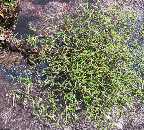 image of Croton willdenowii, Outcrop Rushfoil, Willdenow's Croton, Glade Rushfoil, Broadleaf Rushfoil