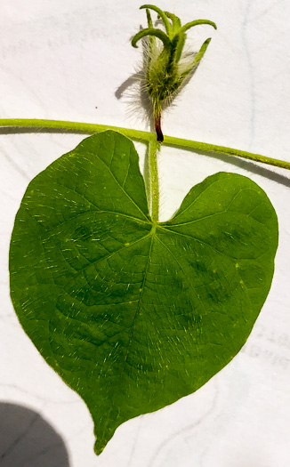 image of Ipomoea hederacea, Ivyleaf Morning Glory