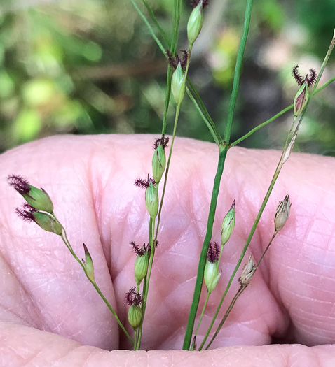 image of Panicum virgatum var. virgatum, Switchgrass, Prairie Switchgrass