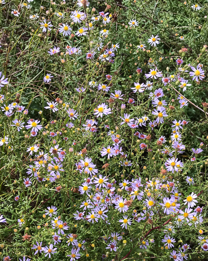 image of Symphyotrichum dumosum var. dumosum, Bushy Aster, Long-stalked Aster, Rice Button Aster