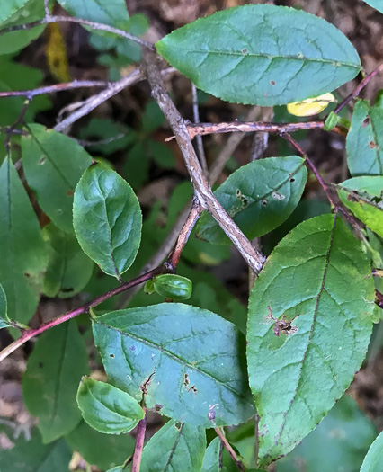 image of Eubotrys recurvus, Mountain Sweetbells, Mountain Fetterbush, Deciduous Fetterbush