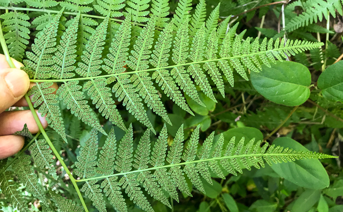 image of Macrothelypteris torresiana, Mariana Maiden-fern, Swordfern, False Maiden-fern