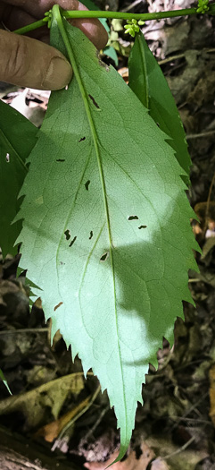 image of Solidago flaccidifolia, Appalachian Goldenrod, Mountain Goldenrod