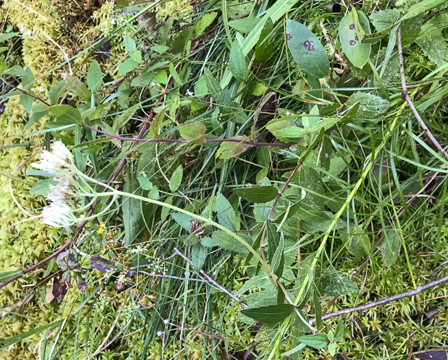 image of Eupatorium pilosum, Rough Boneset, Ragged Eupatorium