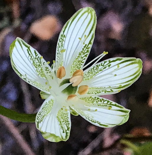 image of Parnassia grandifolia, Bigleaf Grass-of-Parnassus, Limeseep Parnassia