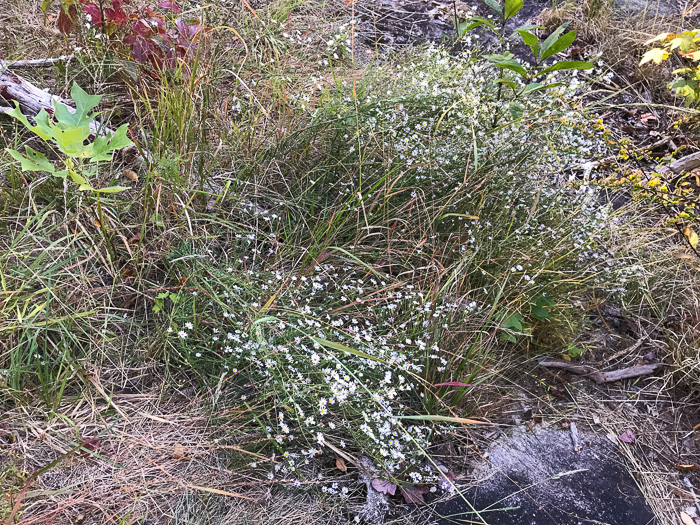 image of Symphyotrichum dumosum var. dumosum, Bushy Aster, Long-stalked Aster, Rice Button Aster