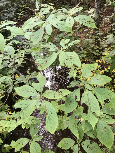 image of Clethra acuminata, Mountain Sweet-pepperbush, Cinnamonbark, Cinnamon Clethra, Mountain White-alder