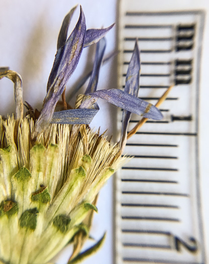 image of Eurybia surculosa, Creeping Aster, Michaux's Wood-Aster