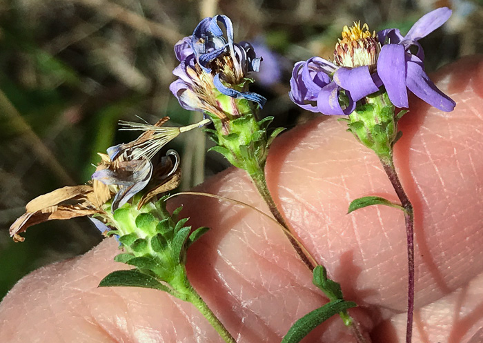 image of Eurybia surculosa, Creeping Aster, Michaux's Wood-Aster