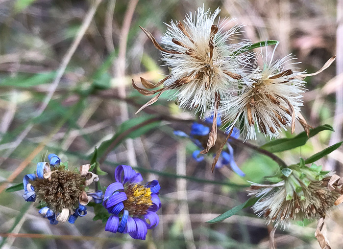 image of Eurybia surculosa, Creeping Aster, Michaux's Wood-Aster