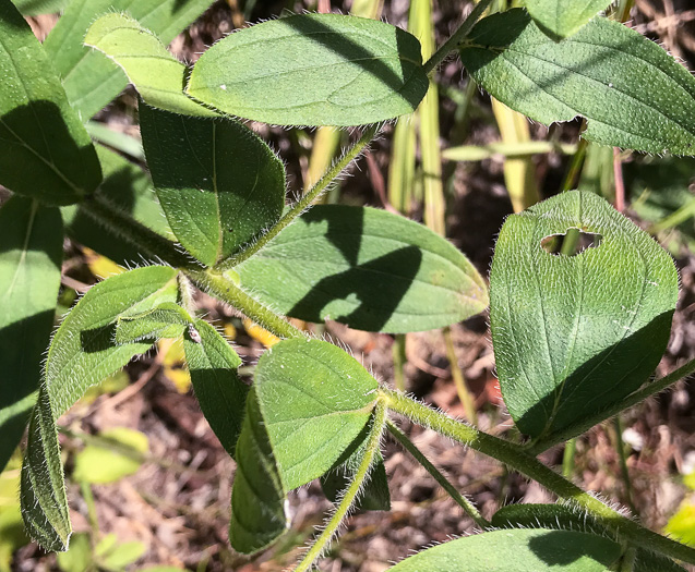 image of Lithospermum virginianum, Virginia Marbleseed, Virginia False Gromwell, Pineland Marbleseed