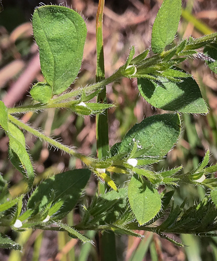 image of Lithospermum virginianum, Virginia Marbleseed, Virginia False Gromwell, Pineland Marbleseed