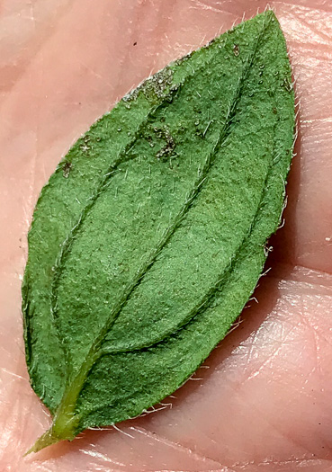 image of Lithospermum virginianum, Virginia Marbleseed, Virginia False Gromwell, Pineland Marbleseed