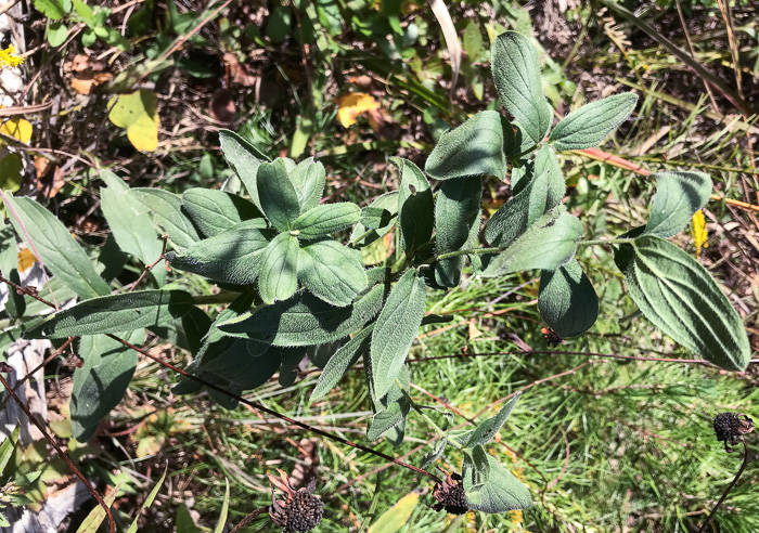 image of Lithospermum virginianum, Virginia Marbleseed, Virginia False Gromwell, Pineland Marbleseed