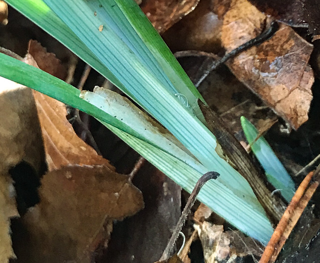 image of Carex radfordii, Radford's Sedge