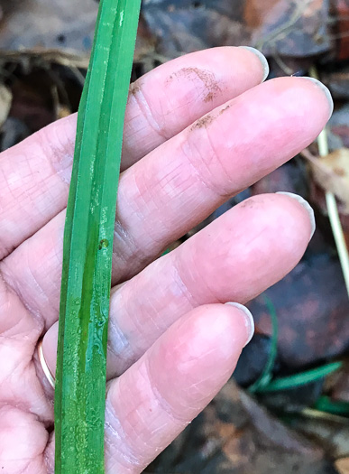 image of Carex radfordii, Radford's Sedge