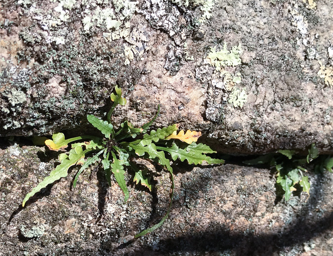 image of Asplenium pinnatifidum, Lobed Spleenwort