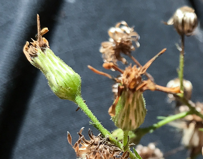 image of Pityopsis aspera var. adenolepis, Carolina Silkgrass, Pineland Silkgrass, Grassleaf Goldenaster